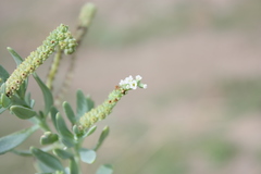 Heliotropium curassavicum